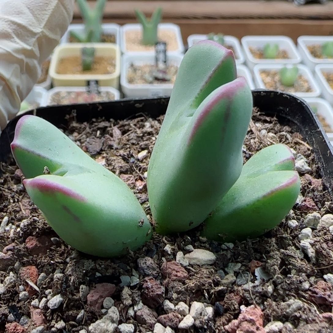 1-12-1-2当天满58包邮复楞大眼少将杂交多肉脱土