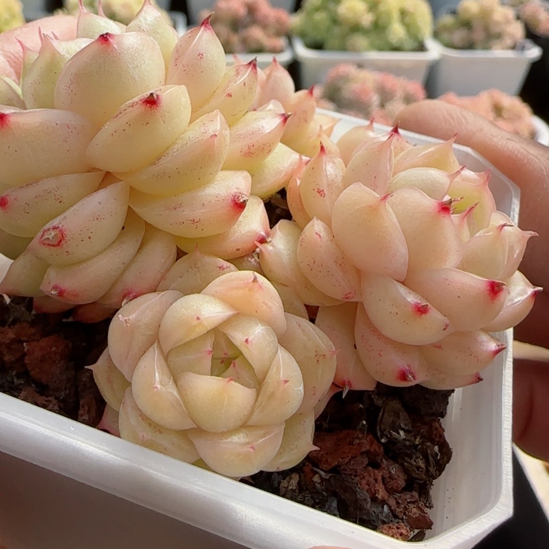 i**”【闪购商品】0226-51包子麦杆