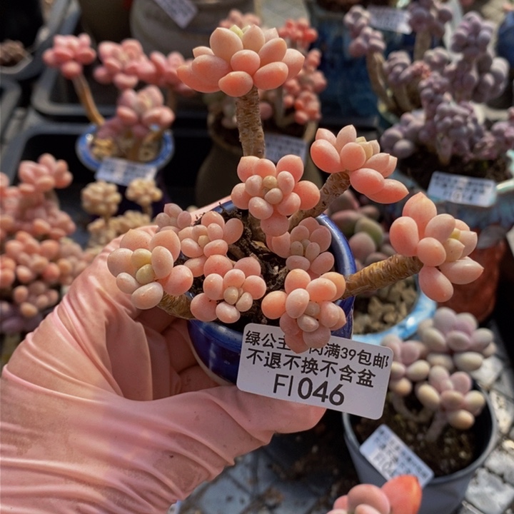 鱼子酱老桩8cm1046多肉植物