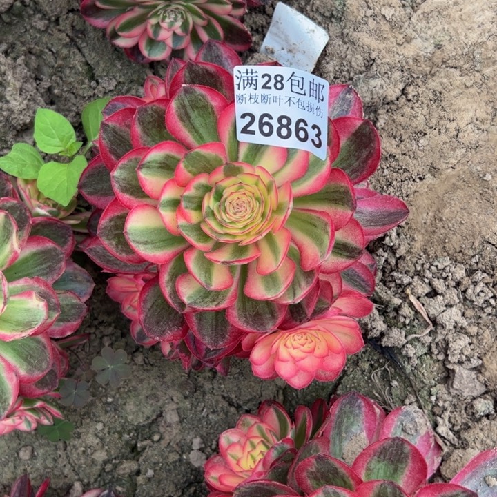 26863荔枝多肉植物