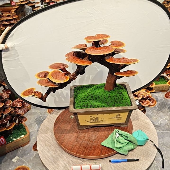 灵芝盆景灵芝盆景