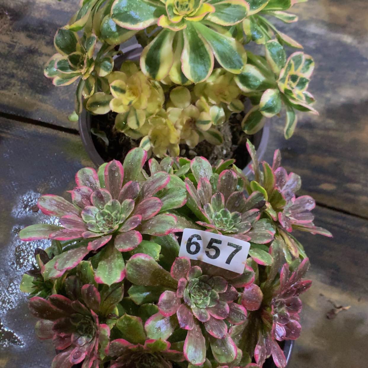 【闪购商品】657燕姿糖果多肉