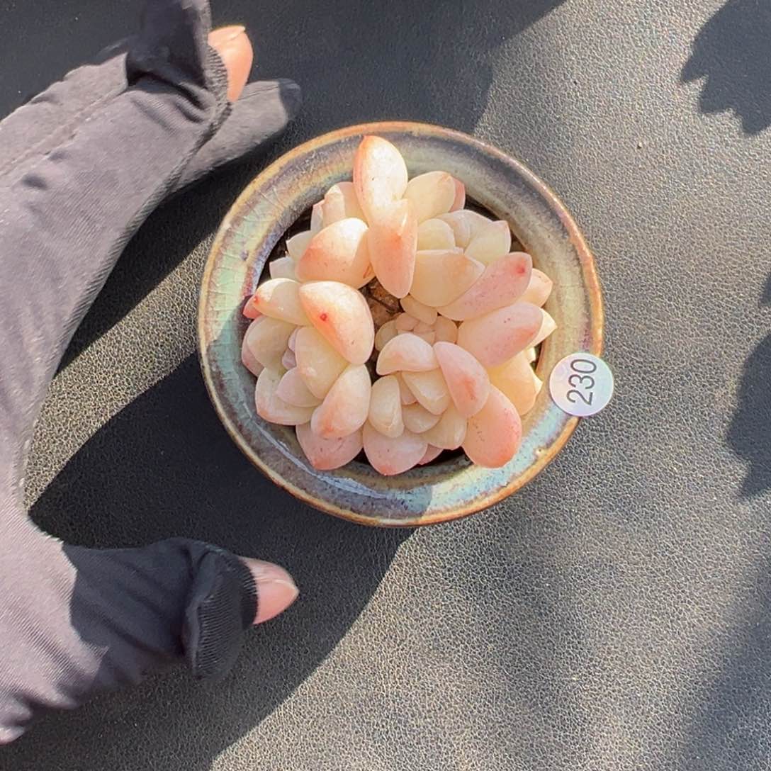 五头冰玉带崽粗杆子00000000