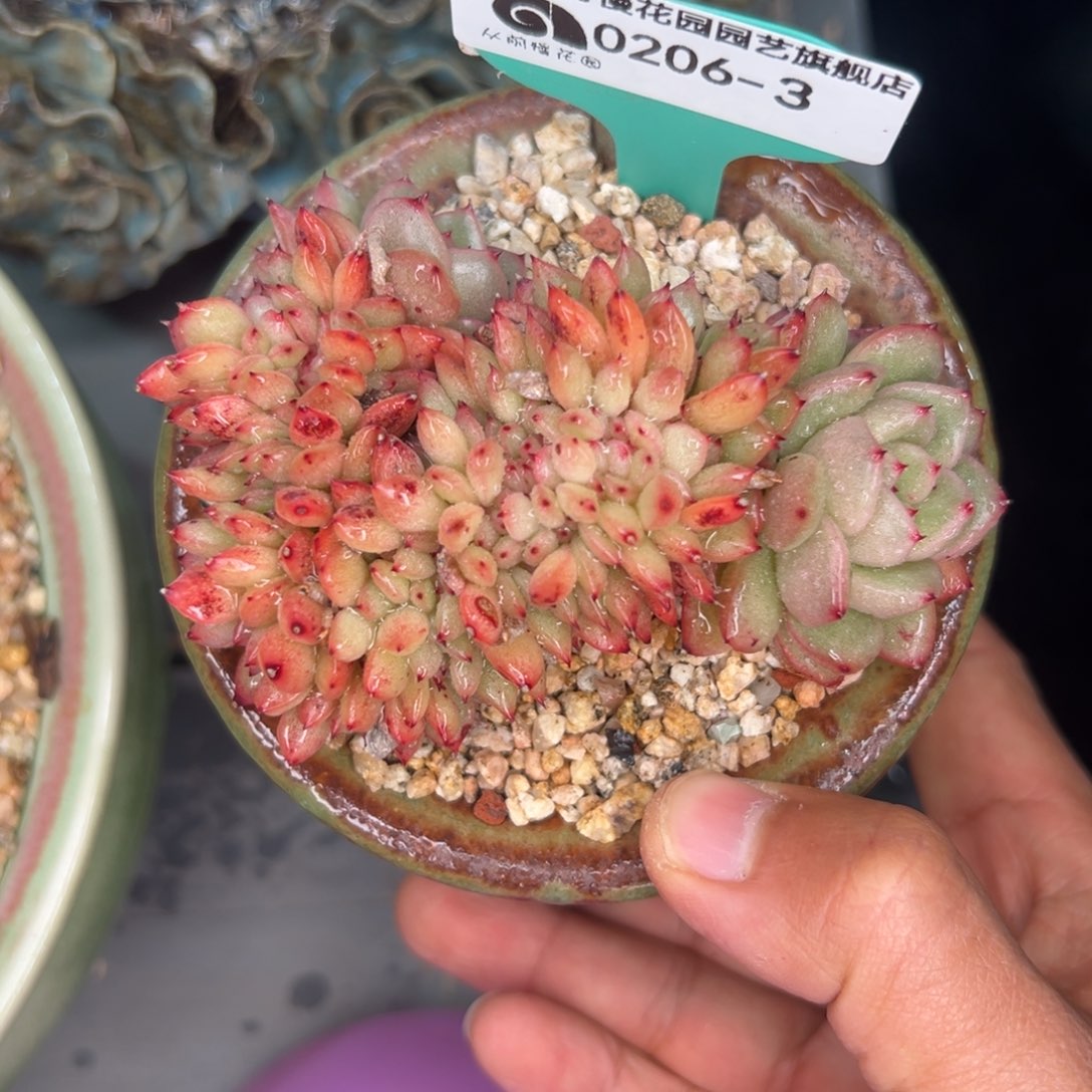 多肉一物一拍0206-3