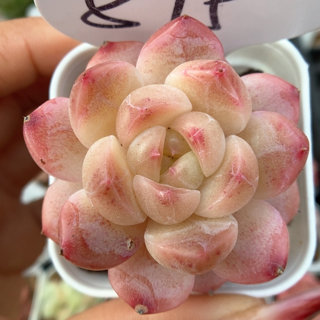 糖心粉透珍妮可拍595号 