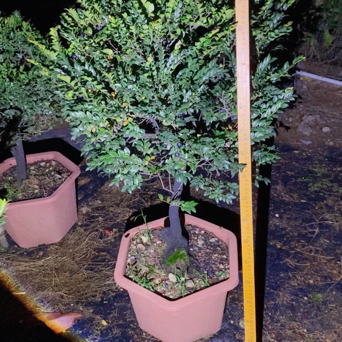 无花朵小叶紫檀老庄