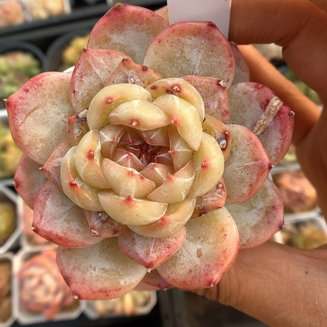 熊猫珍妮石化362号。 