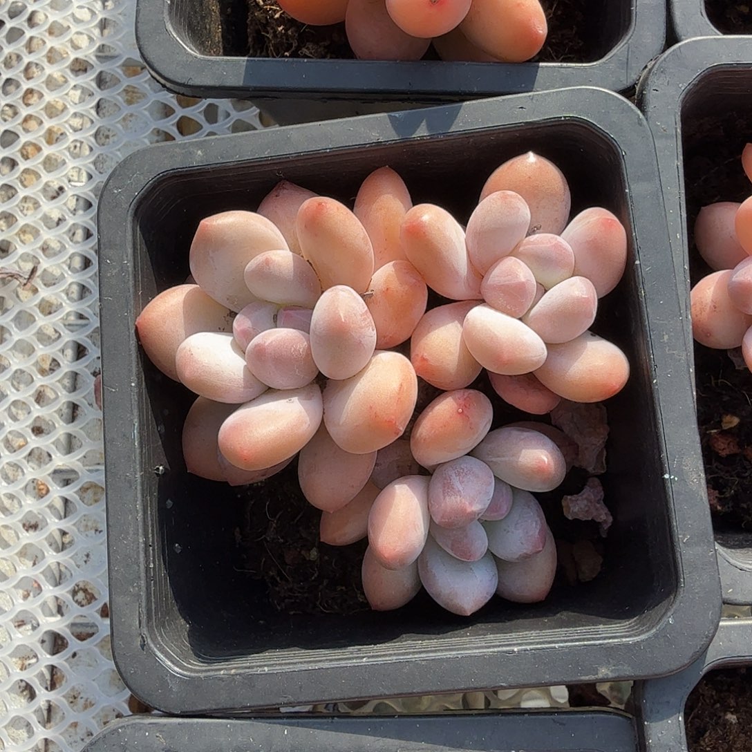香水群生多肉植物