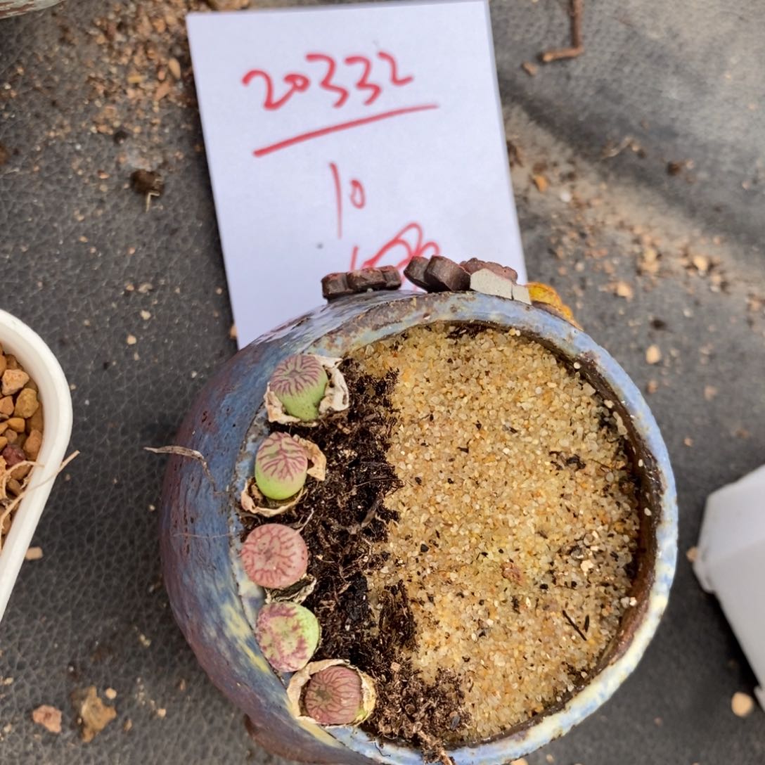 20332。 铅笔画一颗。      