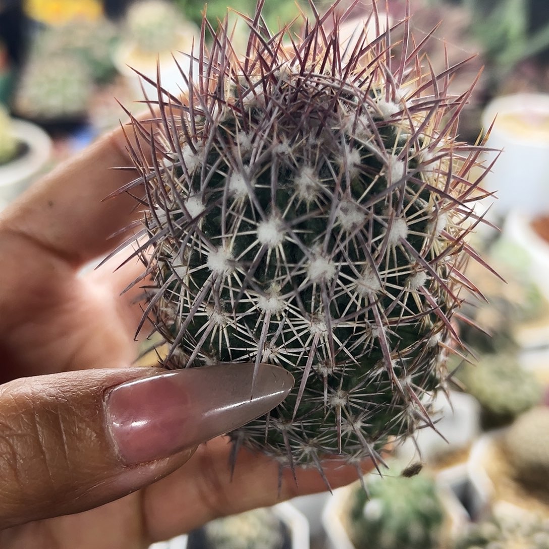 英冠仙人球6666666