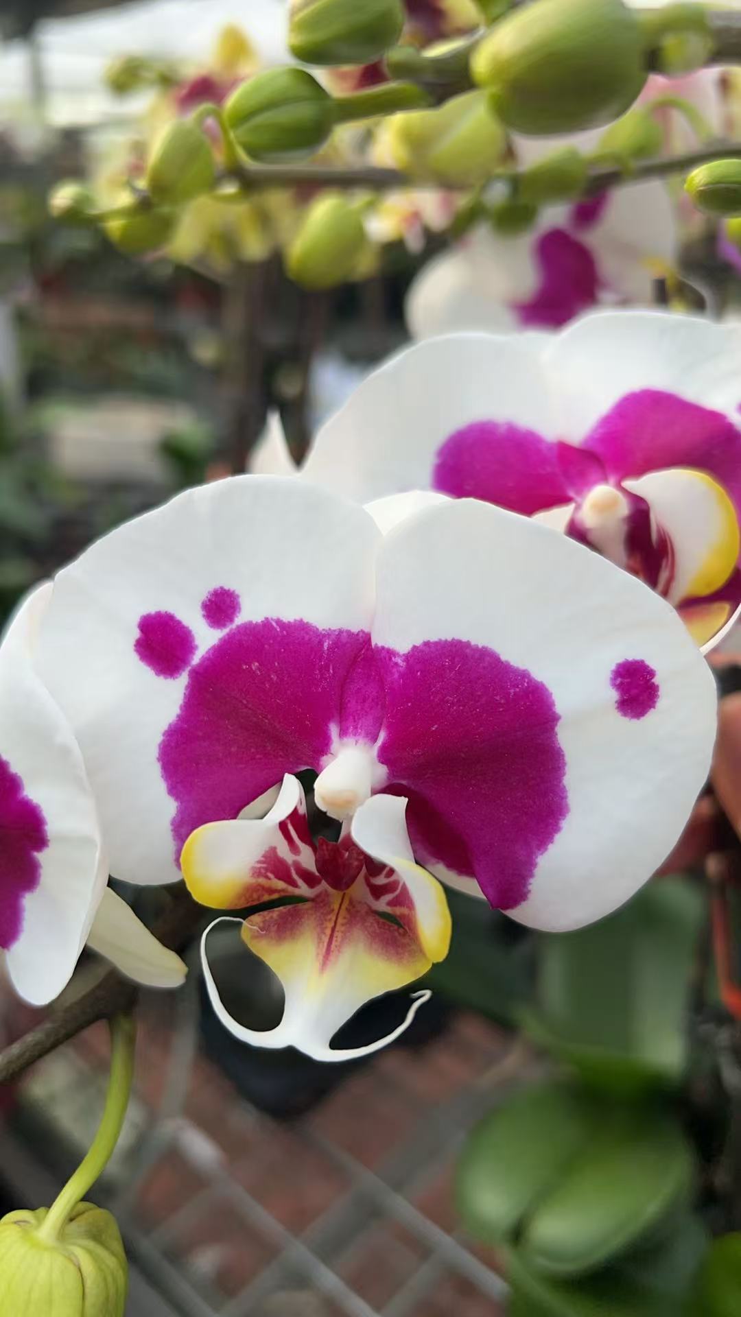 花都优选  蝴蝶兰（彩绘） 带花带花苞