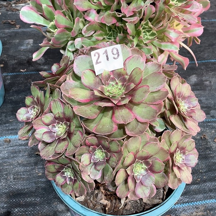 粉花妖219  冠幅25