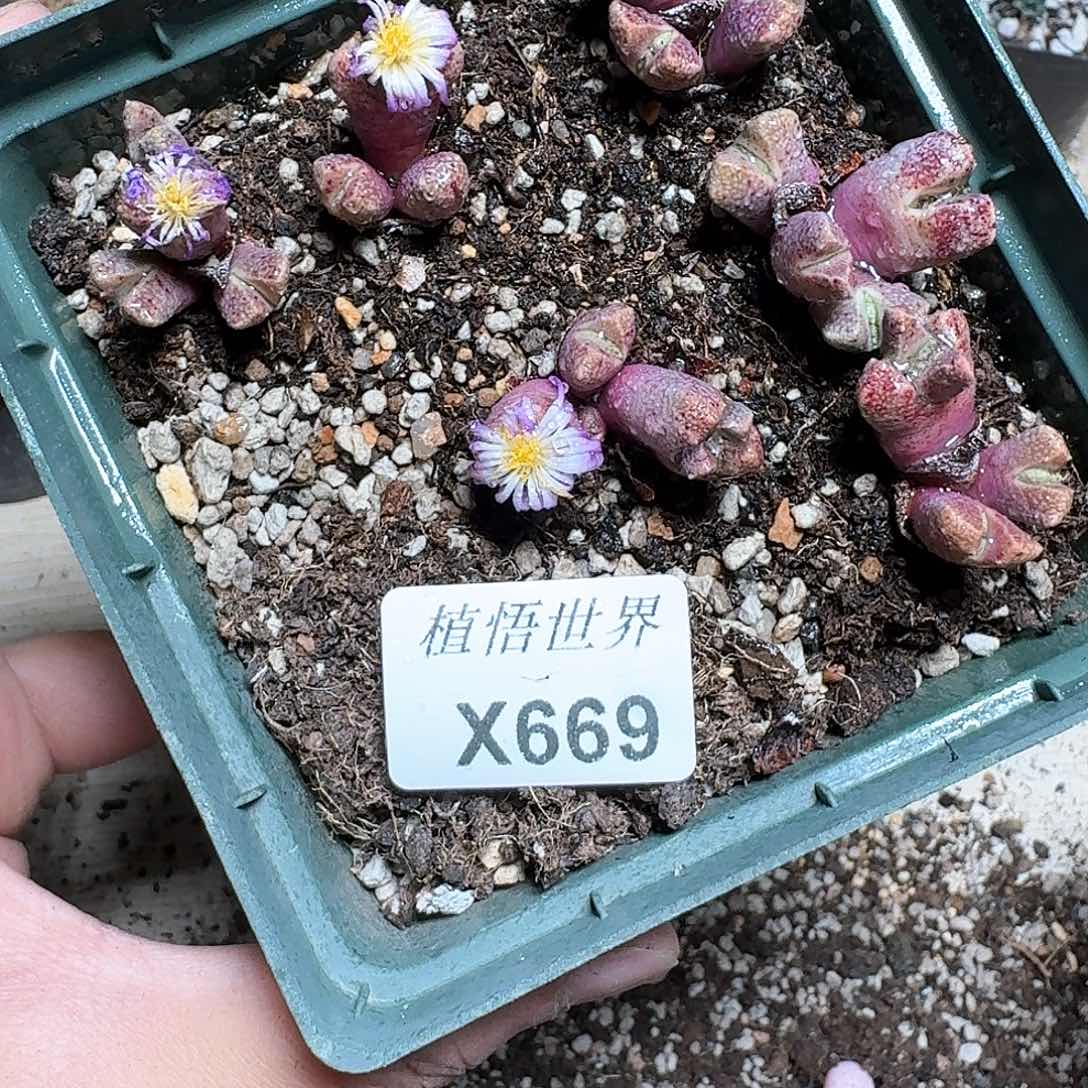 669盒多肉植物哇x c