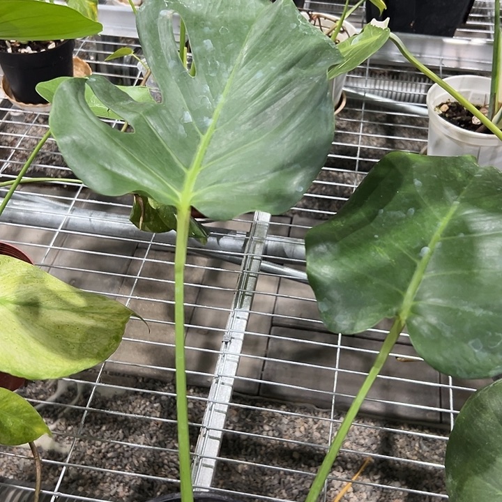 不开花植物白眼泪龟背竹