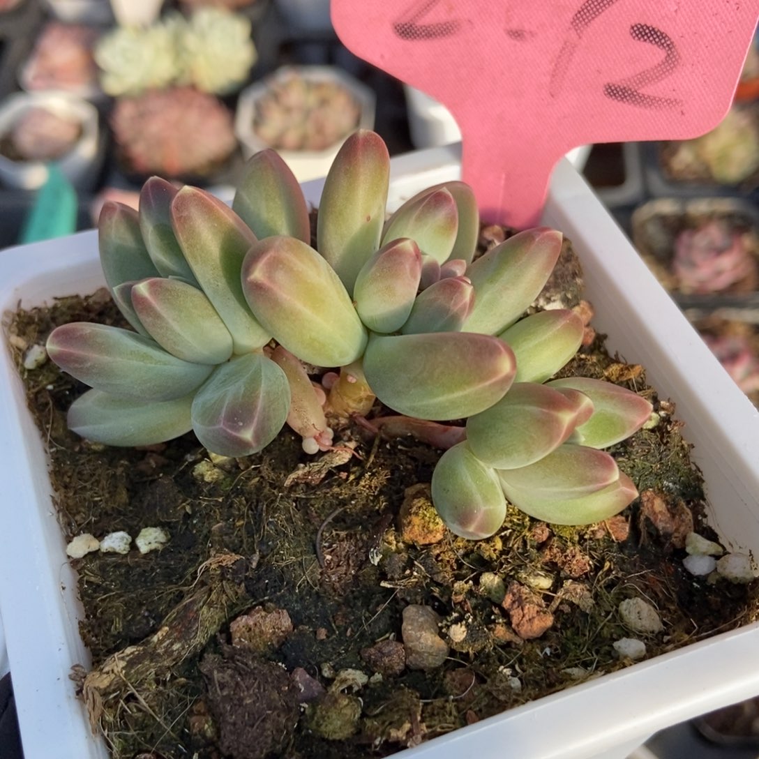 2072牧斯美人多肉植物