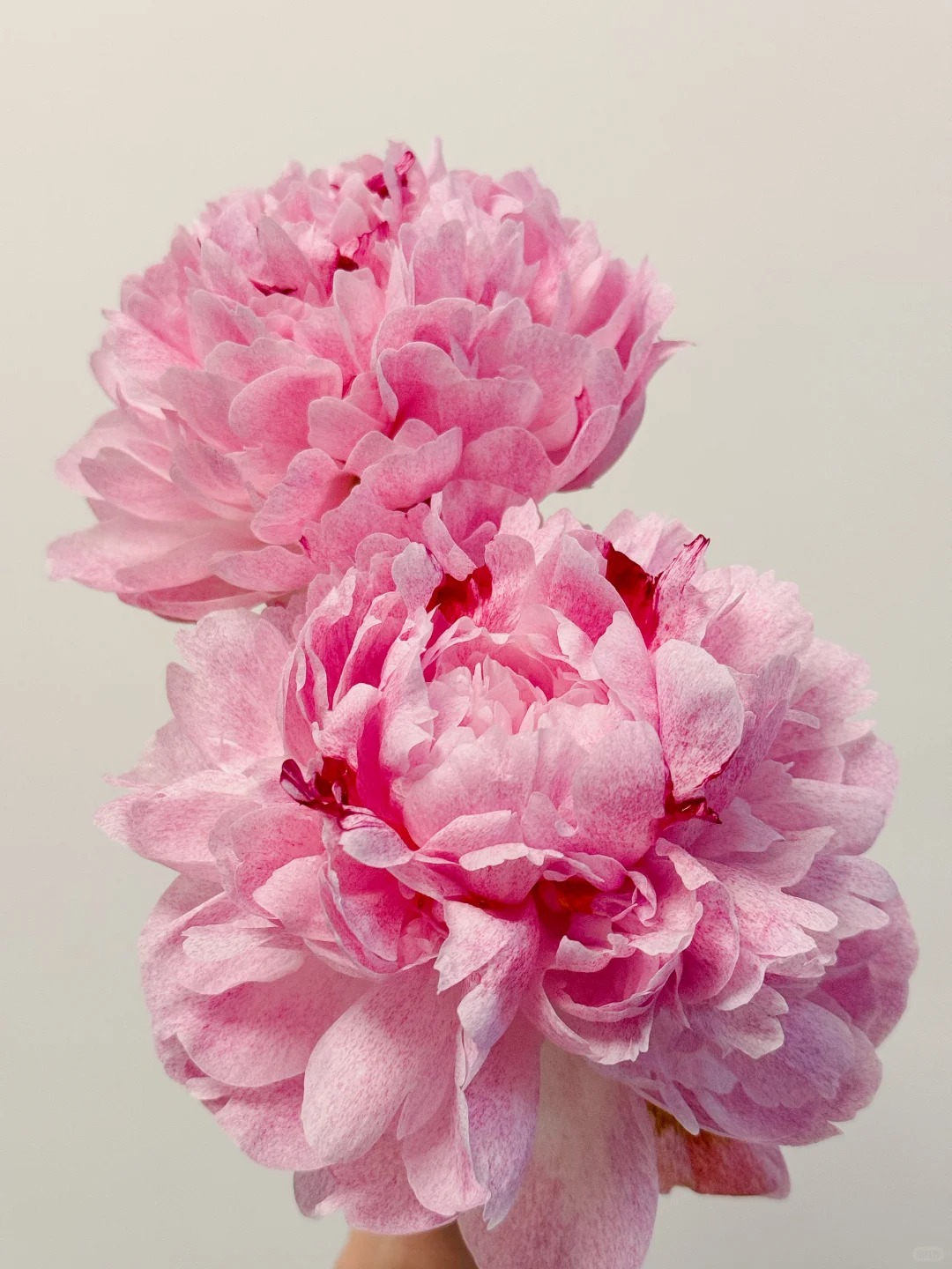 小鹿芍药5支--收到花第一时间醒花哟