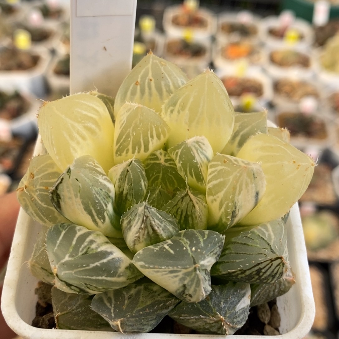 180号楼兰玉露锦带盆