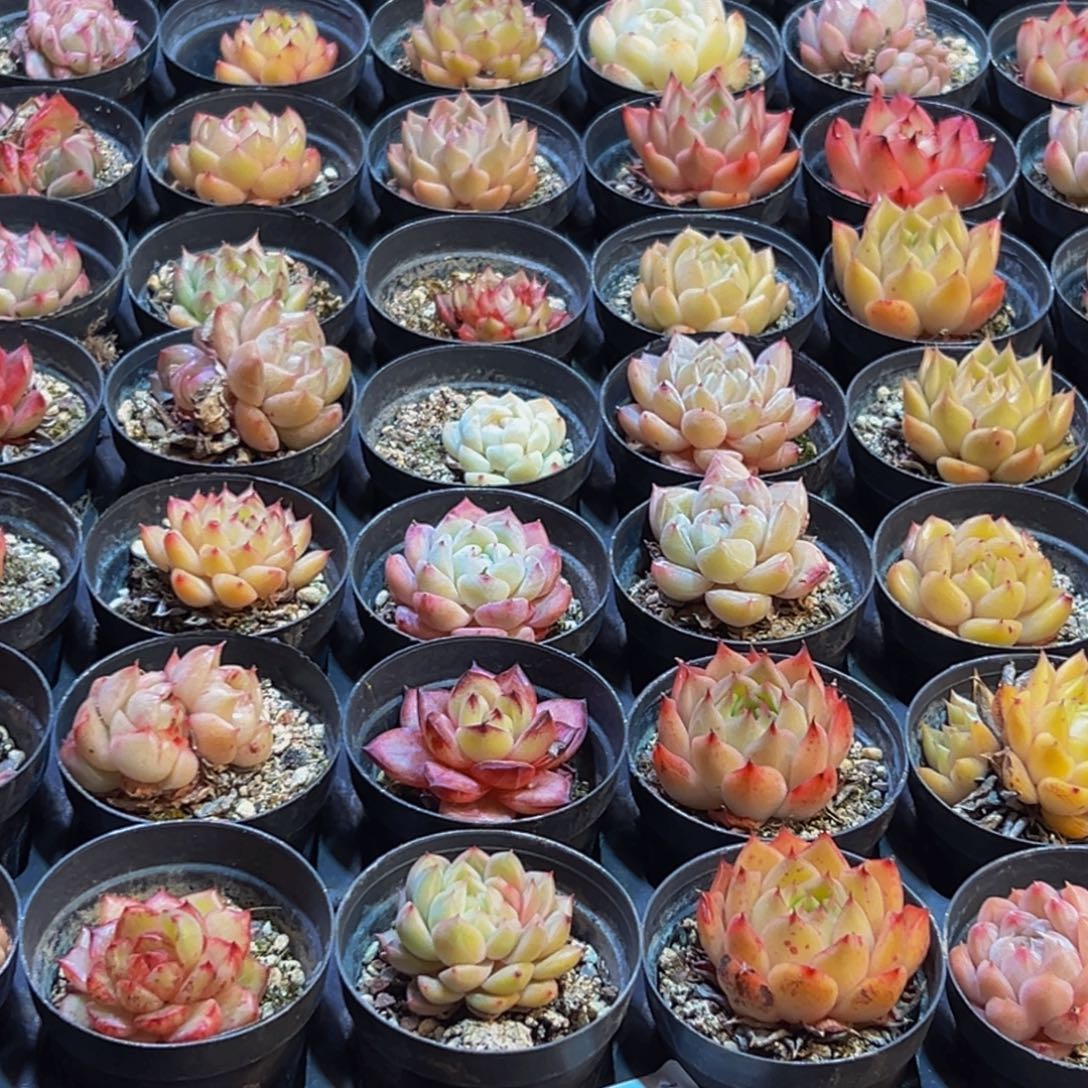 024多肉葡萄领导人物简介