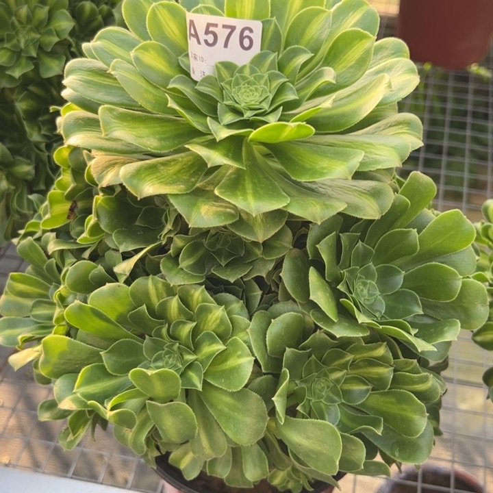 576翡翠琉璃23厘米左右