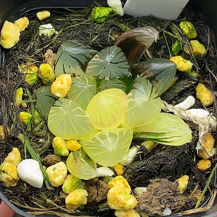 20龙爪玉露锦头家多肉十二卷