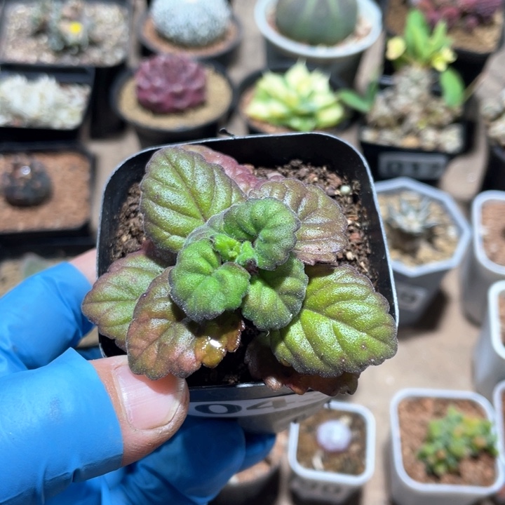 043爱氏延命草块根