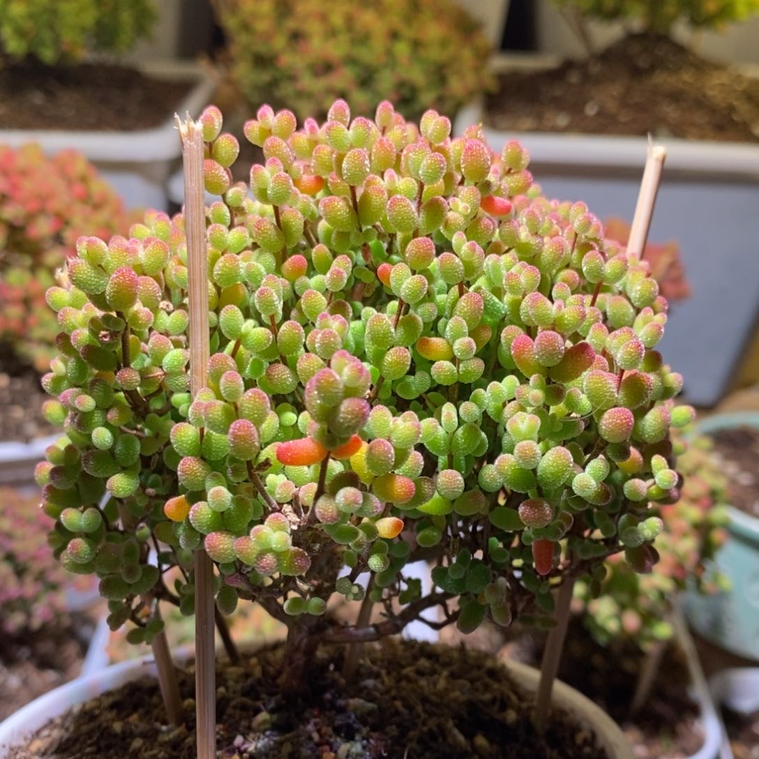 金桔糖球枝干番杏D913