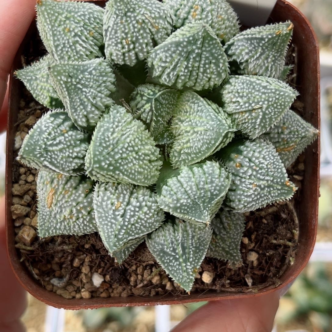 658天使寿哈哈哈哈哈哈