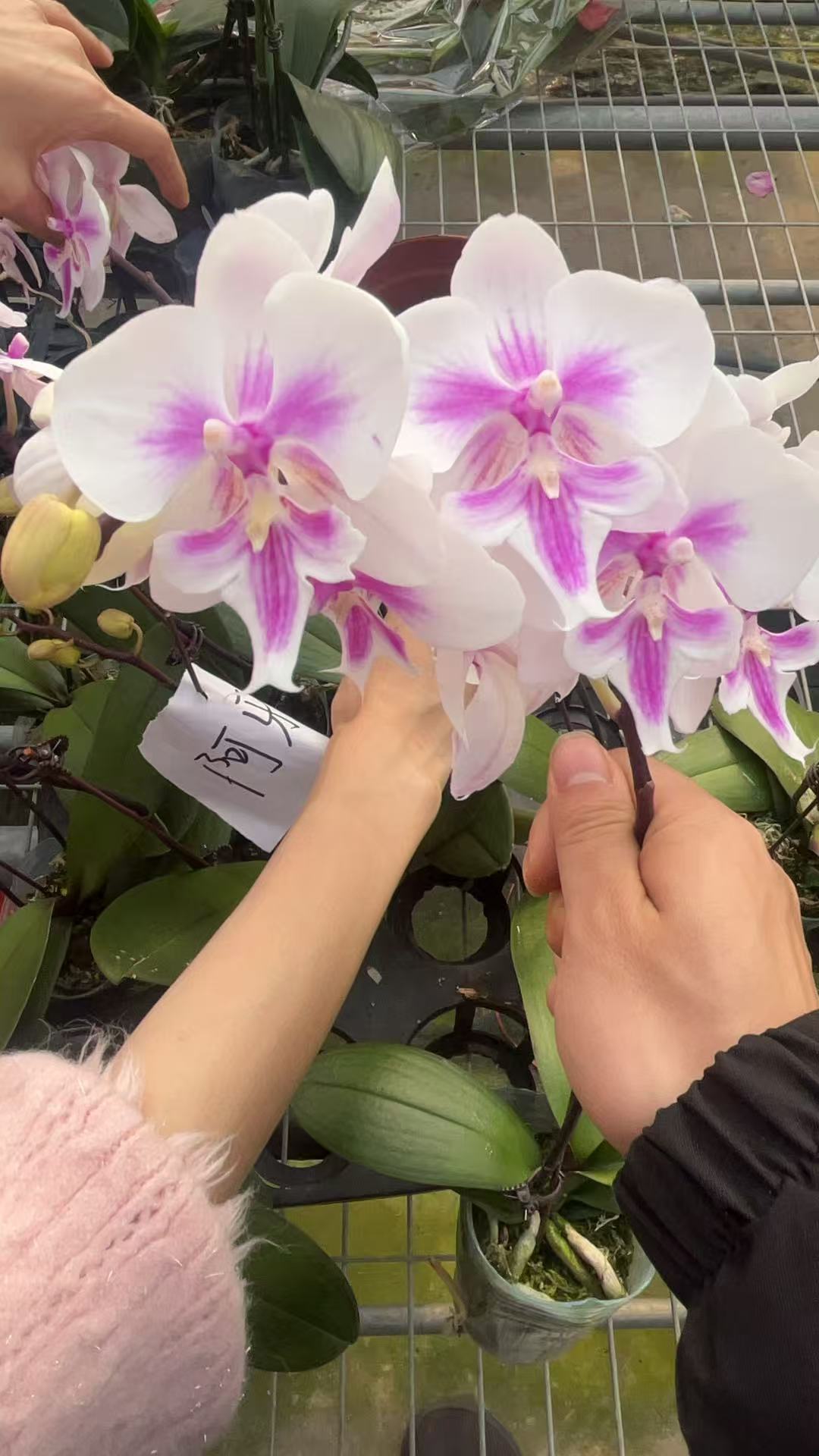 蝴蝶兰【阿雅】高端花卉 客厅美观 基地直发