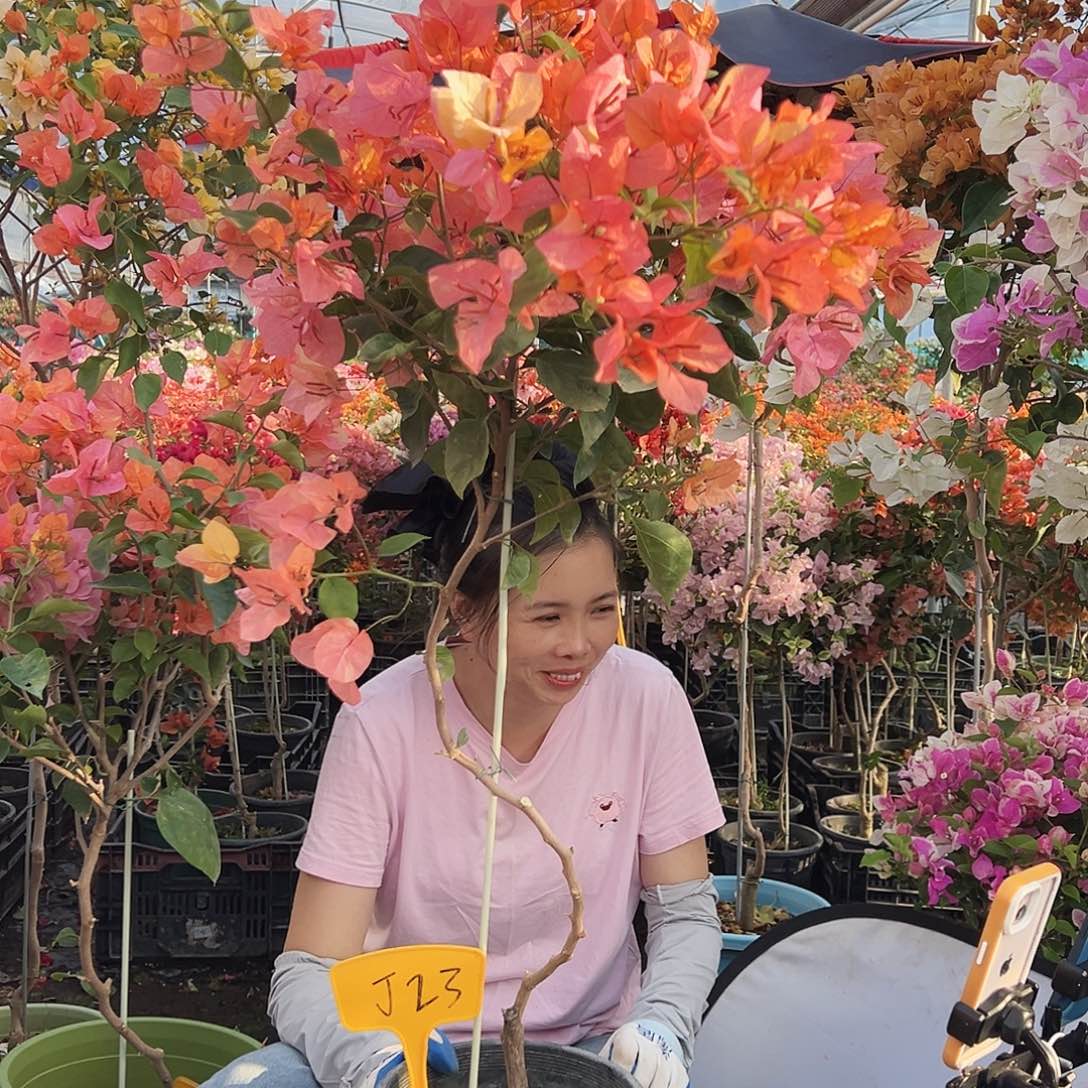 ゛***°大部分花苞少量开放J23阿达娜