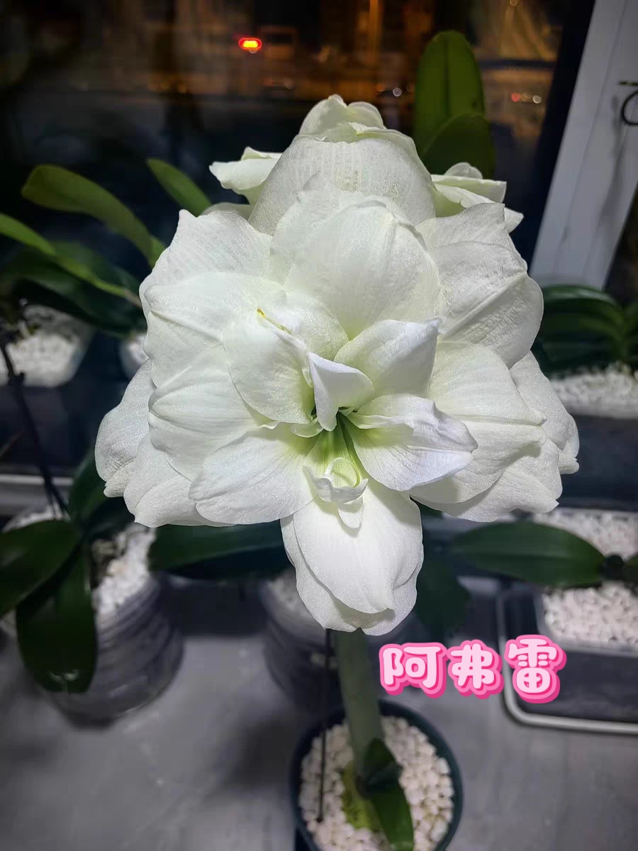 【付邮送小苗】朱顶红扛把子-舞后、安吉拉、安瑞雅、阿弗雷等任选