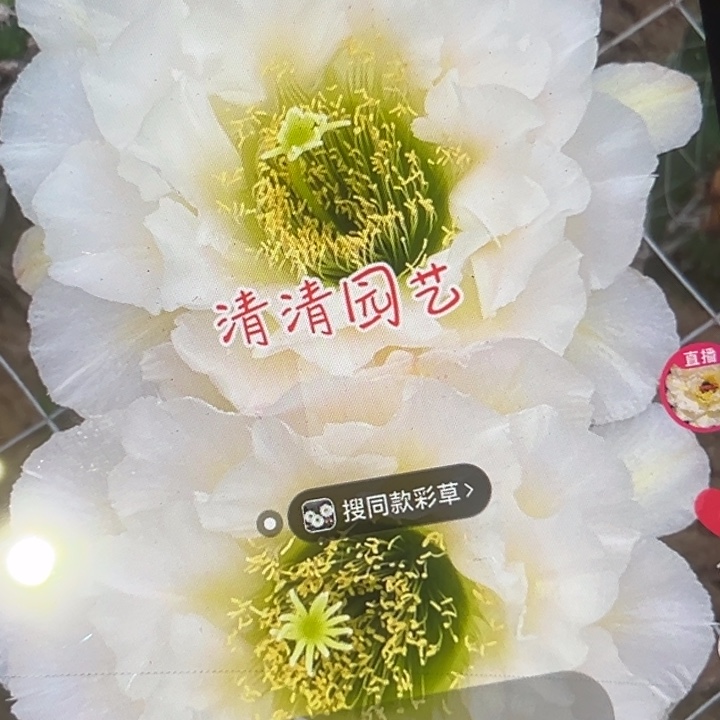 清清东A106侧牙仙人球