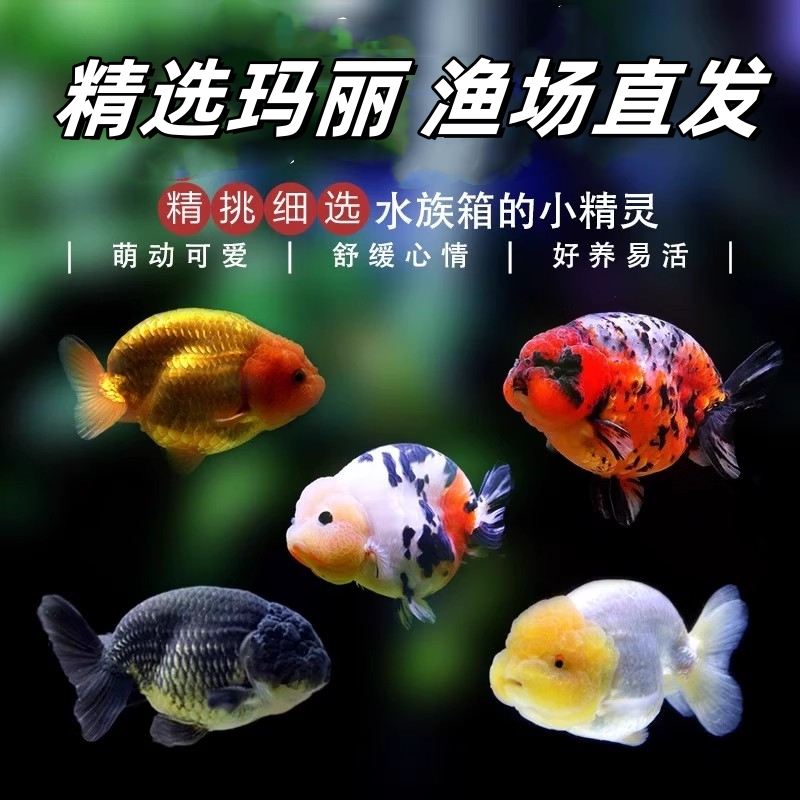金鱼胖头鱼进口玛丽鱼泰狮丹顶红淡水冷水好养耐活好看原泰赛级鱼