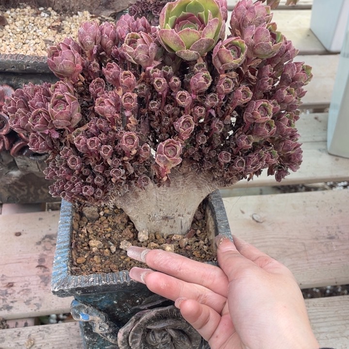 多肉的鱼虾等多种营养成份