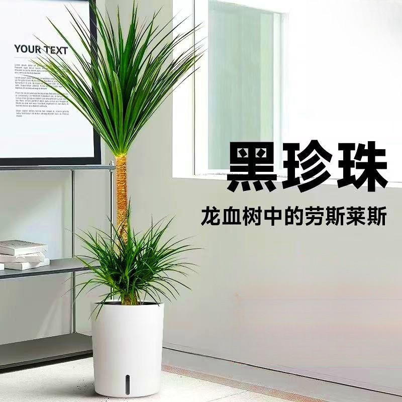 正品黑珍珠龙血树树苗ins风落地绿植玄关家居客厅观赏双层两层