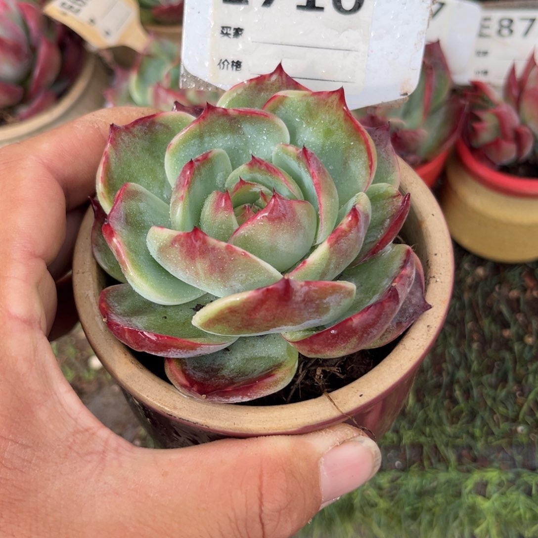 惊鸿一瞥710号楼