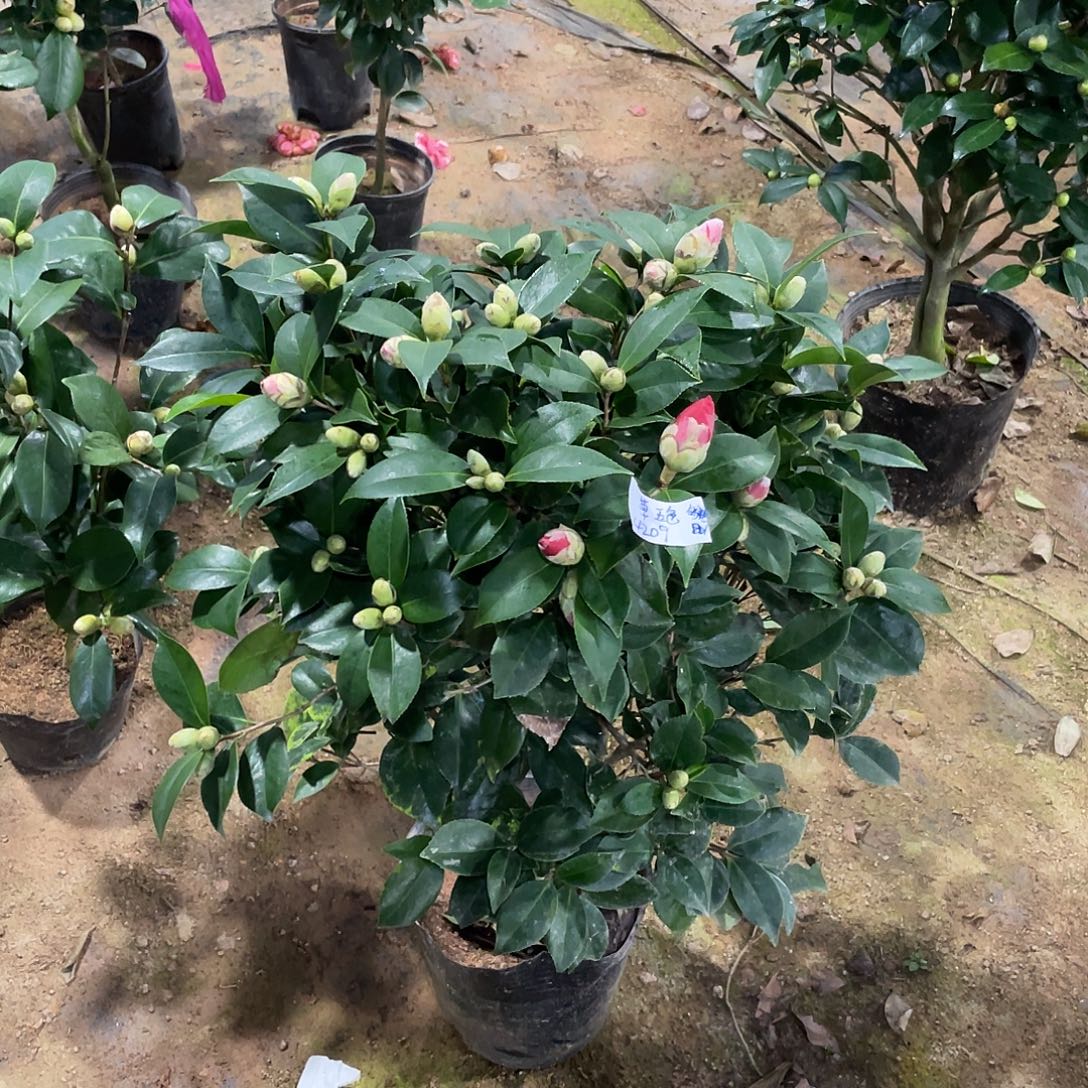 草***全部花朵五色赤丹