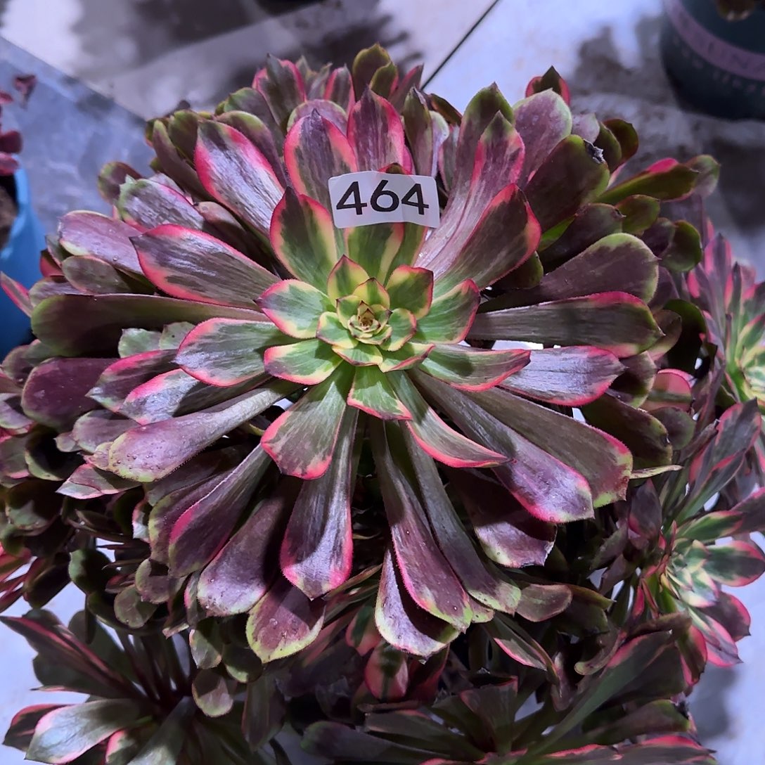 小***艾多肉植物法师烟花464