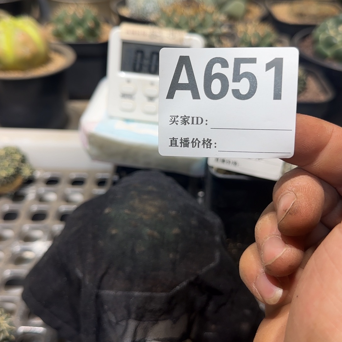 ****g实生仙人球特价一颗