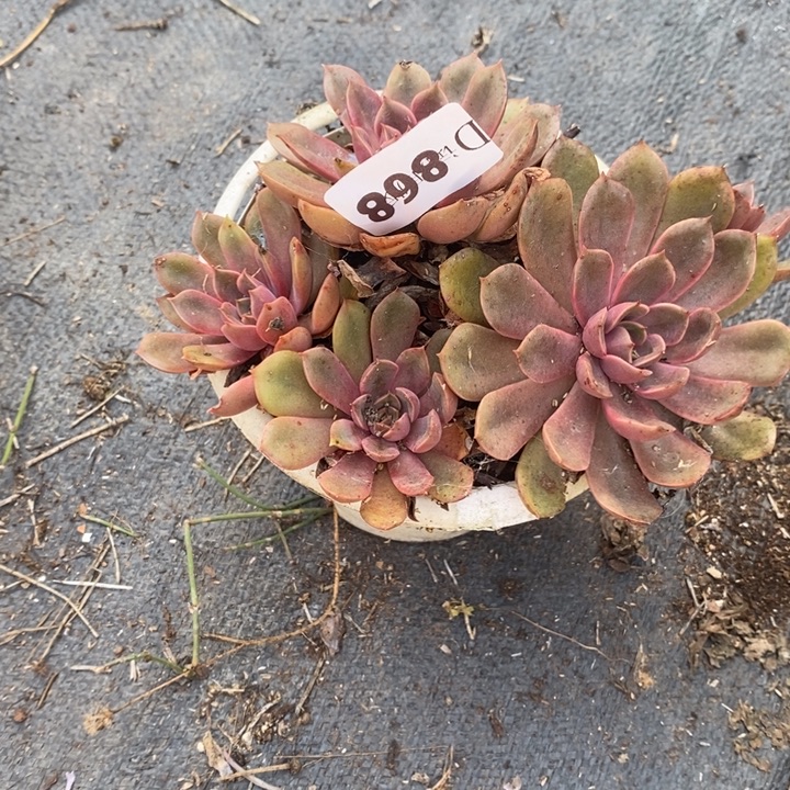 细***霜868红玫瑰多肉植物