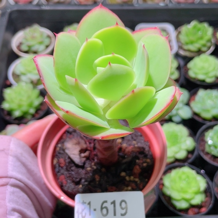 花利美1-619碧桃单头