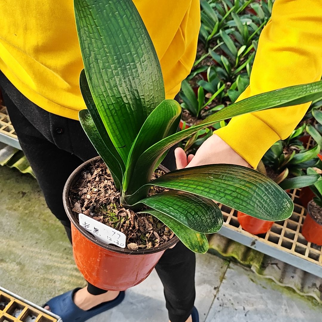 完全开放君子兰精品两年