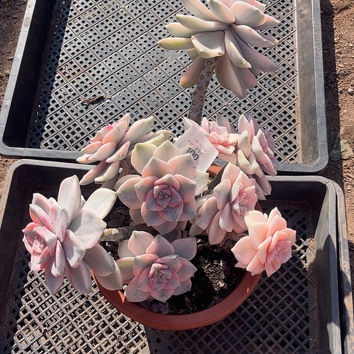 雨***荷紫乐锦白皮复伦锦粉锦，一物一拍