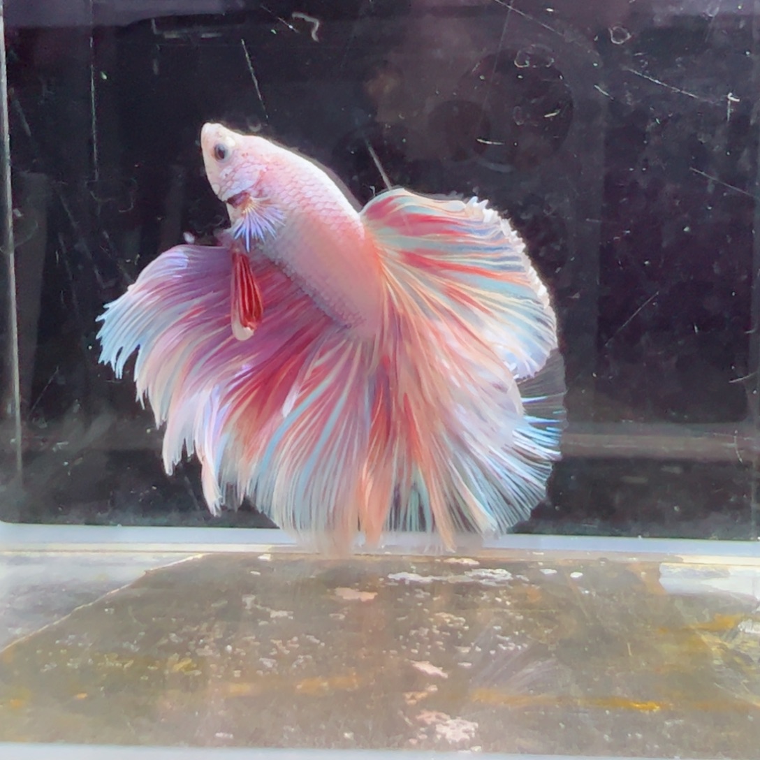 斗鱼浅色特殊尾hhhh