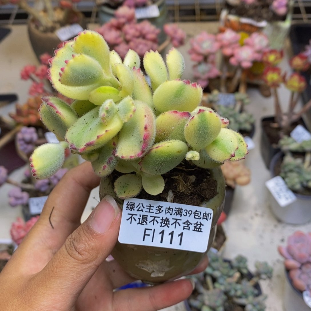 111轻微掉叶彩熊