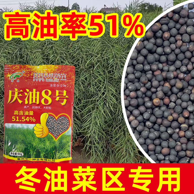 庆油8号油菜种籽甘蓝双低榨油用高产高油耐寒抗倒黑籽油菜花种子