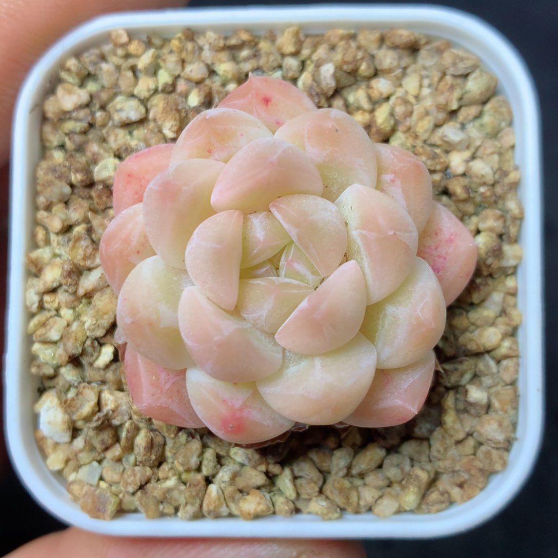 8 精品多肉一物一拍