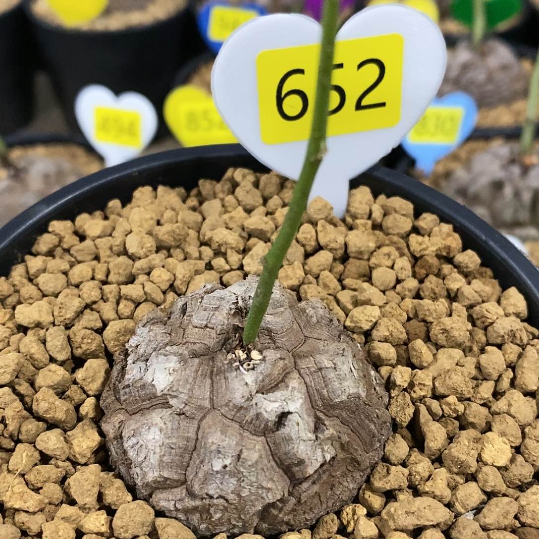 南非龟甲龙龟甲龙