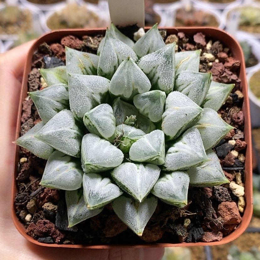 【闪购商品】5爱心寿母本