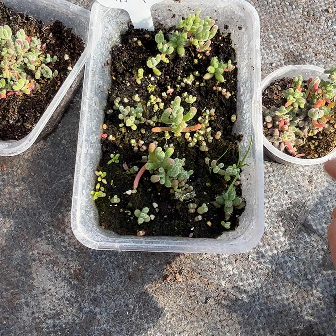 小***七混播切糕优选枝干