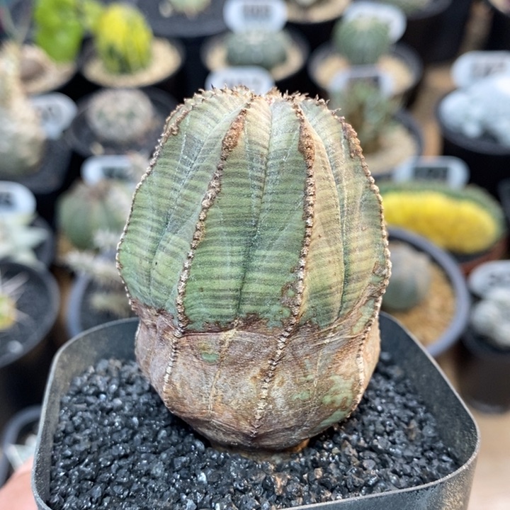 欧系柱状布纹球202号4.9cm